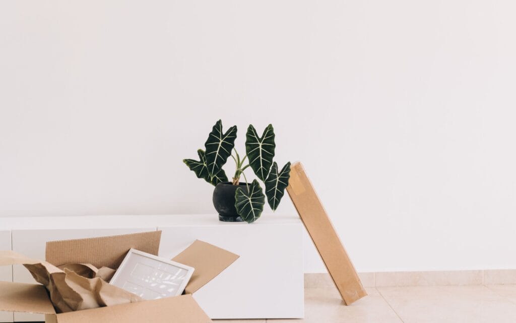 A potted plant sits on a white cabinet next to an empty cardboard box and a rectangular cardboard package against a plain white wall.